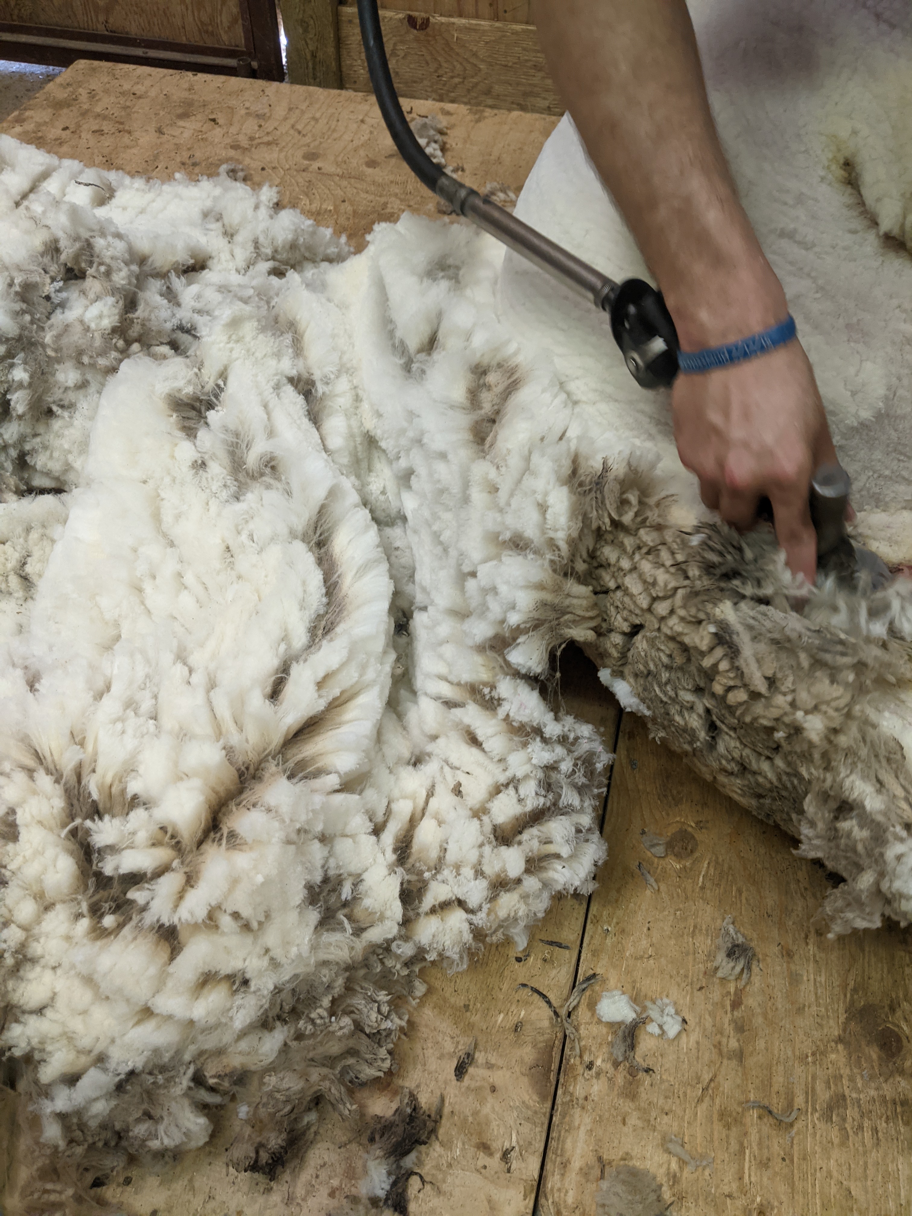 Sheep in process of being shorn
